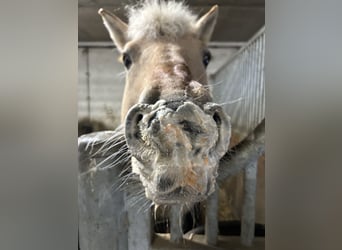 Fjordpferde, Hengst, 17 Jahre, 144 cm, Falbe