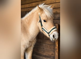 Fjordpferde, Hengst, 1 Jahr, 131 cm, Falbe