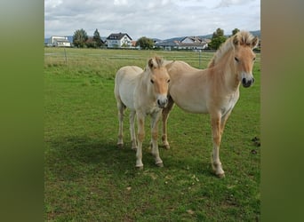 Fjordpferde, Hengst, 1 Jahr, Falbe