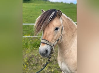Fjordpferde, Hengst, 2 Jahre, 138 cm