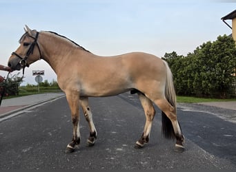 Fjordpferde, Hengst, 3 Jahre, 133 cm, Falbe