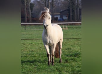 Fjordpferde, Hengst, 3 Jahre, 143 cm, White