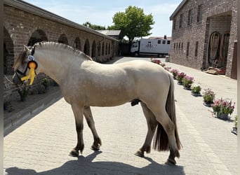 Fjordpferde, Hengst, 3 Jahre, 147 cm, White