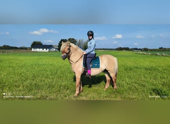 Fjordpferde, Hengst, 5 Jahre, 140 cm, Red Dun