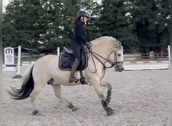 Fjordpferde, Hengst, 5 Jahre, 147 cm