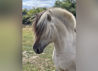 Fjordpferde, Hengst, 7 Jahre, 146 cm, Falbe