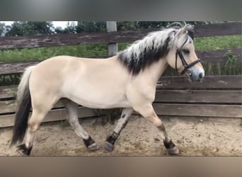 Fjordpferde, Hengst, 8 Jahre, 147 cm