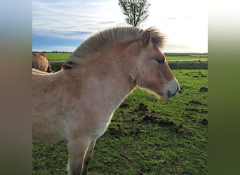 Fjordpferde, Hengst, Fohlen (06/2025), 145 cm, Falbe
