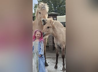 Fjordpferde, Hengst, Fohlen (06/2025), Red Dun