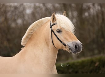 Fjordpferde, Hengst, 5 Jahre, 144 cm, Red Dun