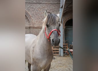 Fjordpferde, Hengst, 19 Jahre, 152 cm, Schimmel