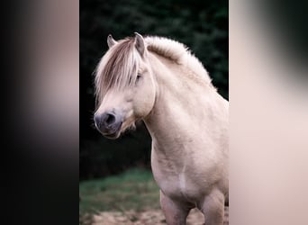 Fjordpferde, Hengst, 9 Jahre, 151 cm, White