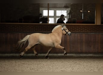 Fjordpferde, Hengst, 4 Jahre, 145 cm