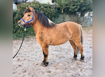Fjordpferde Mix, Stute, 11 Jahre, 132 cm, Falbe