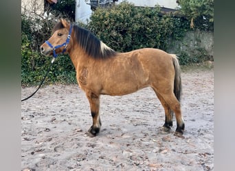 Fjordpferde Mix, Stute, 11 Jahre, 132 cm, Falbe
