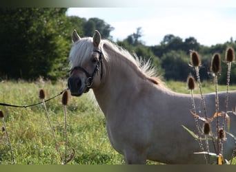 Fjordpferde, Stute, 11 Jahre, 138 cm, Falbe