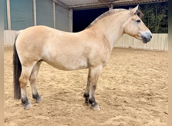 Fjordpferde Mix, Stute, 11 Jahre, 151 cm, Falbe