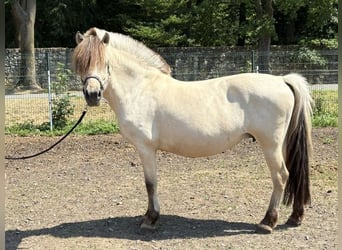Fjordpferde, Stute, 11 Jahre, 151 cm, White