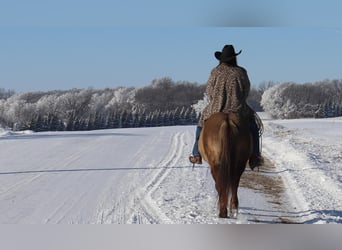 Fjordpferde Mix, Stute, 12 Jahre, 142 cm, Grullo