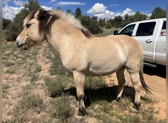 Fjordpferde, Stute, 13 Jahre, 122 cm, Buckskin