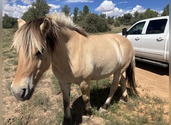Fjordpferde, Stute, 13 Jahre, 122 cm, Buckskin