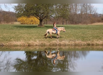 Fjordpferde, Stute, 13 Jahre, 142 cm, Buckskin