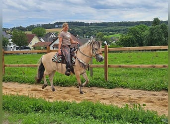 Fjordpferde, Stute, 13 Jahre, 150 cm, Falbe