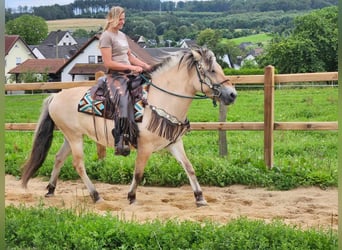 Fjordpferde, Stute, 13 Jahre, 150 cm, Falbe