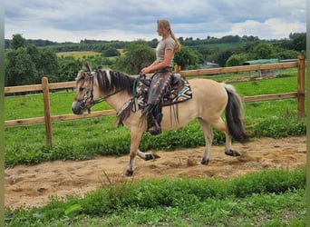 Fjordpferde, Stute, 13 Jahre, 150 cm, Falbe