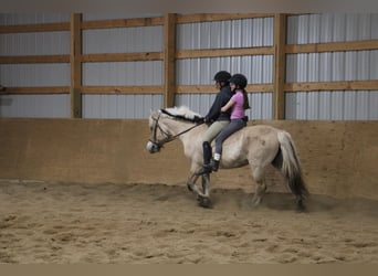 Fjordpferde, Stute, 14 Jahre, 142 cm, Buckskin