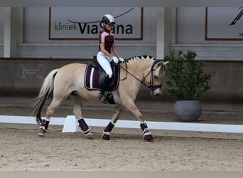 Fjordpferde, Stute, 14 Jahre, 142 cm