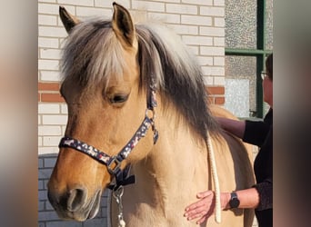 Fjordpferde Mix, Stute, 14 Jahre, 144 cm