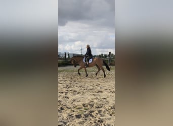 Fjordpferde, Stute, 14 Jahre, 148 cm, Cremello