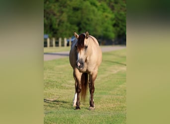 Fjordpferde Mix, Stute, 15 Jahre, 142 cm, Falbe
