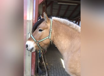 Fjordpferde, Stute, 15 Jahre, 155 cm, Falbe