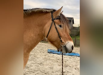 Fjordpferde, Stute, 15 Jahre, 155 cm, Falbe