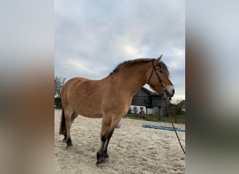 Fjordpferde, Stute, 15 Jahre, 155 cm, Falbe