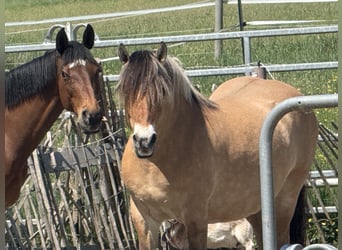 Fjordpferde Mix, Stute, 16 Jahre, 155 cm, Falbe