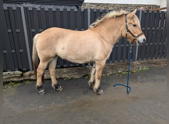 Fjordpferde, Stute, 17 Jahre, 152 cm, Falbe