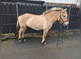 Fjordpferde, Stute, 17 Jahre, 152 cm, Falbe