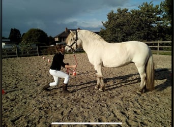 Fjordpferde, Stute, 18 Jahre, 142 cm, White