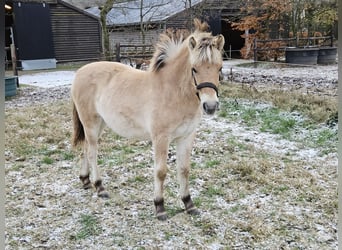 Fjordpferde, Stute, 1 Jahr, 123 cm, Falbe