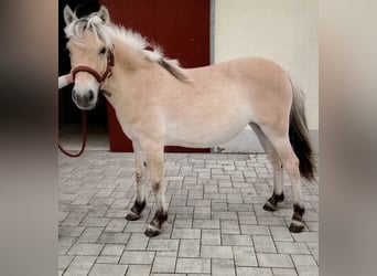 Fjordpferde, Stute, 1 Jahr, 135 cm, Falbe