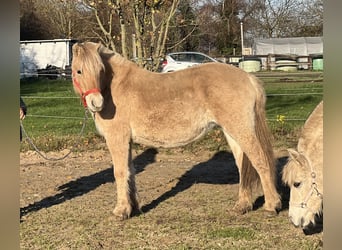Fjordpferde, Stute, 1 Jahr, 135 cm, Falbe