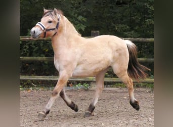 Fjordpferde, Stute, 1 Jahr, 138 cm