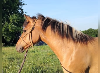 Fjordpferde Mix, Stute, 1 Jahr, 140 cm, Falbe