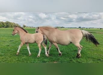 Fjordpferde Mix, Stute, 1 Jahr