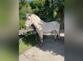 Fjordpferde, Stute, 23 Jahre, 143 cm