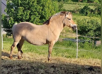 Fjordpferde, Stute, 23 Jahre, 145 cm, Falbe