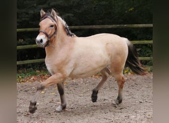 Fjordpferde, Stute, 2 Jahre, 139 cm